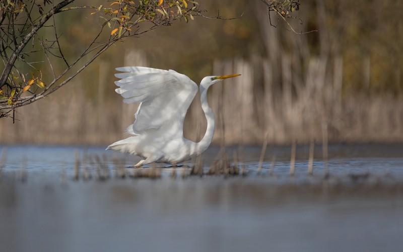 Grote zilverreiger