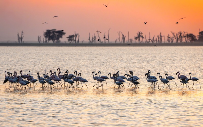 Flamingo's bij zonskopkomst