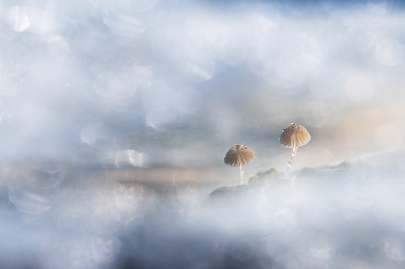 A symphony of lights