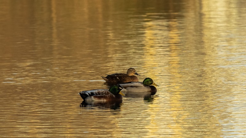 On Golden Pond