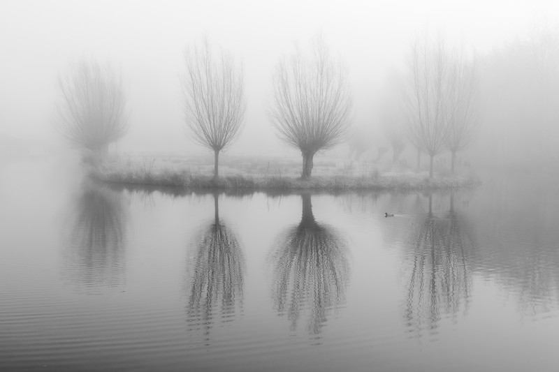 Knotwilgen in de mist