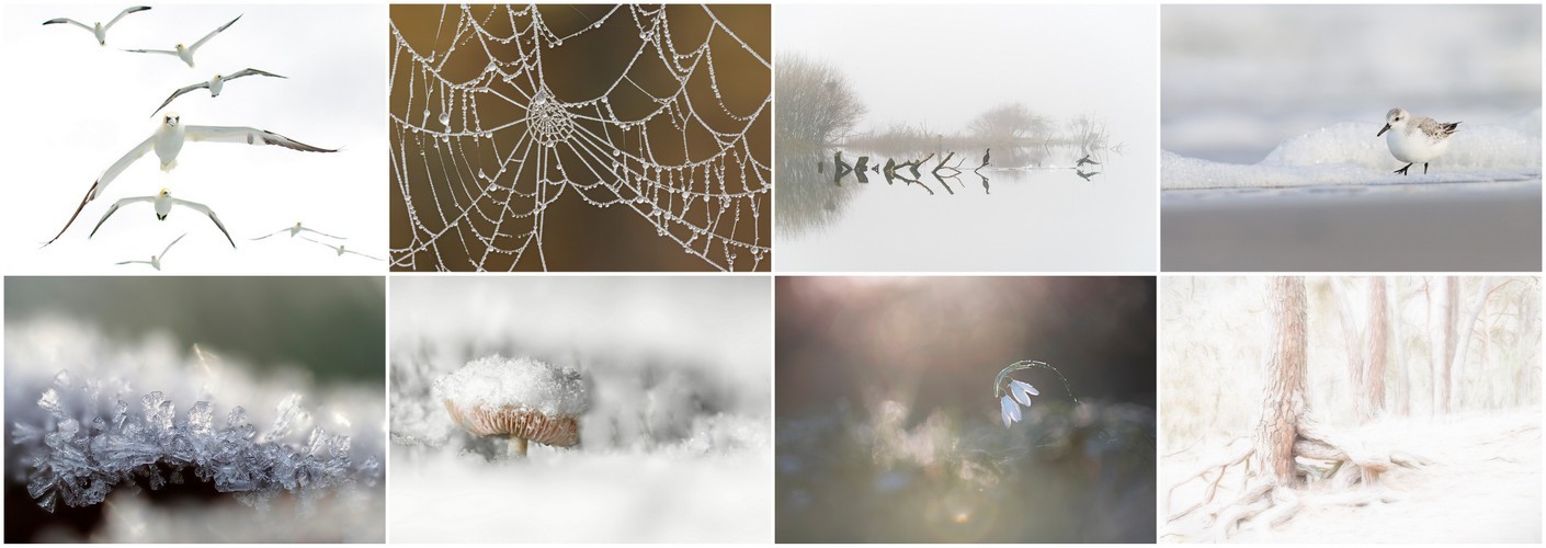 Thema van de maand januari 2026 "Wit"