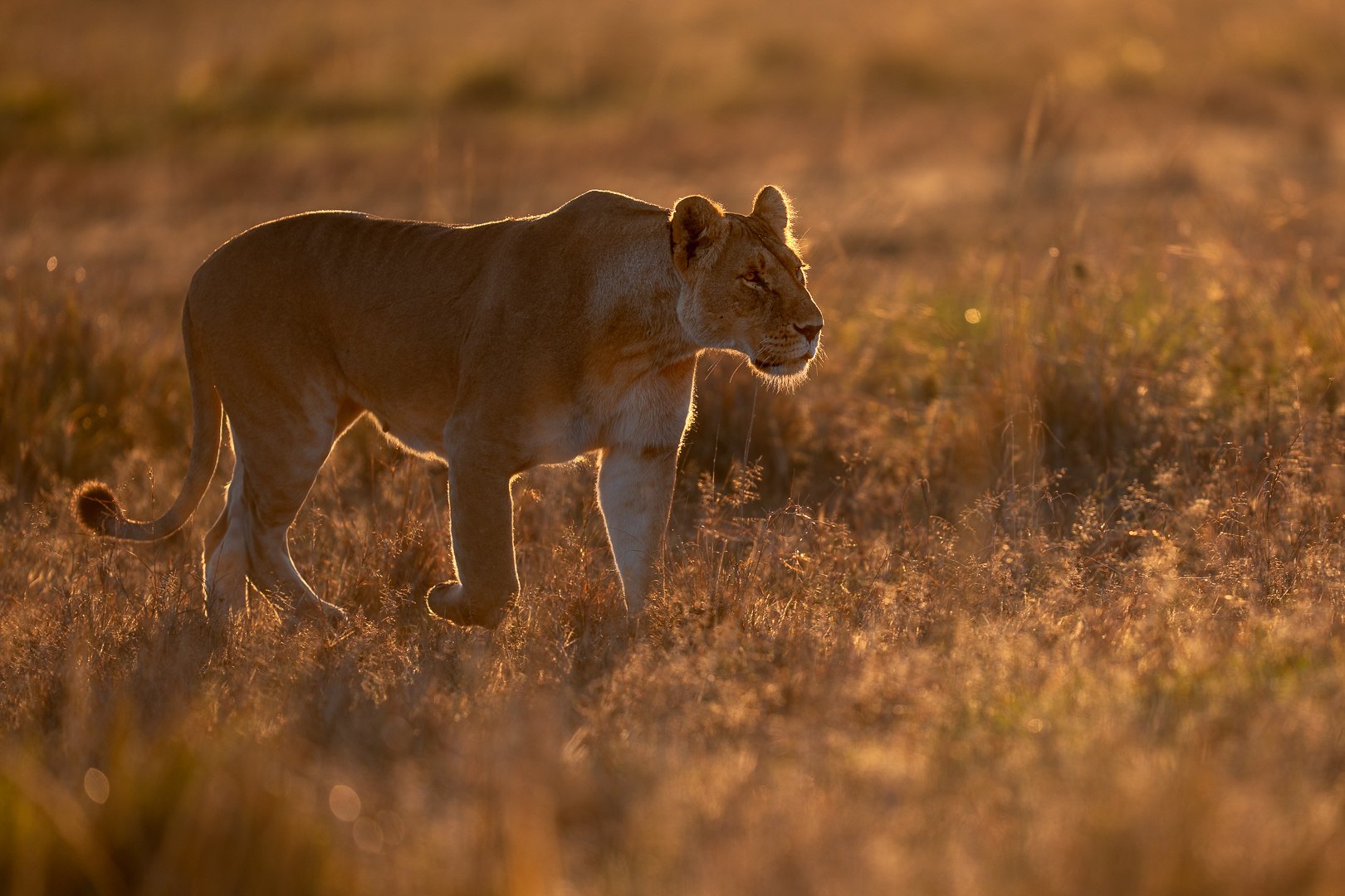 Leeuw - Deel de Natuur - Loes Belovics
