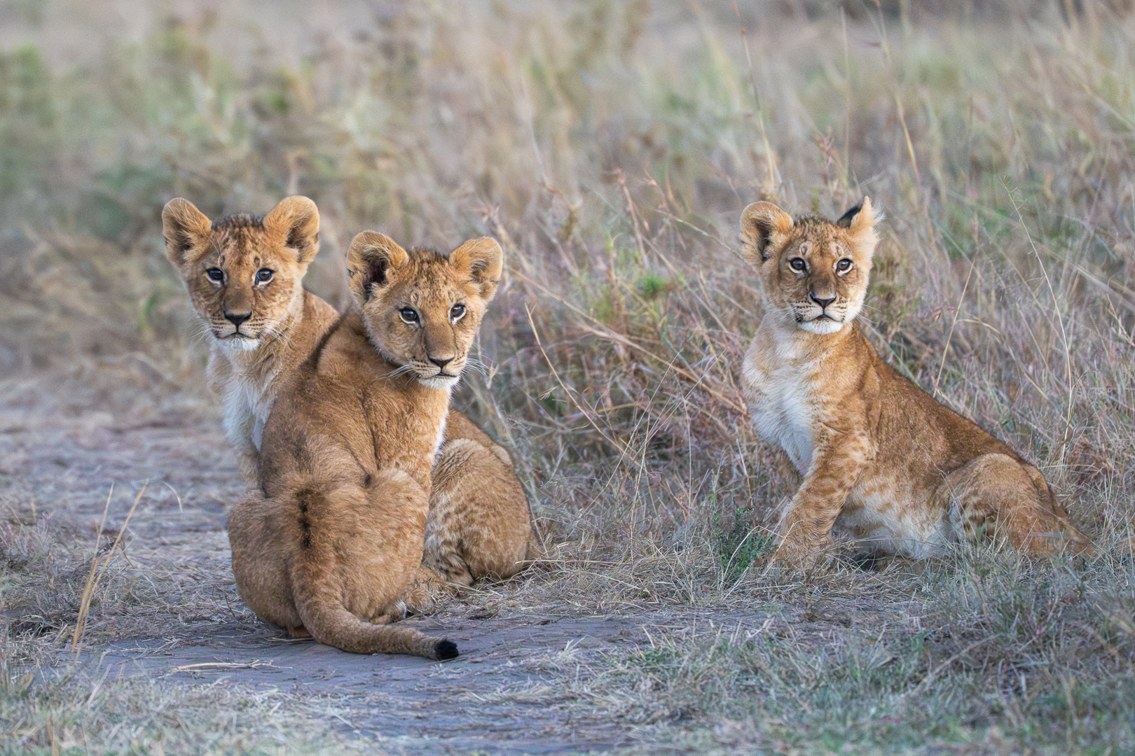 Leeuw - welp - Deel de Natuur - Loes Belovics