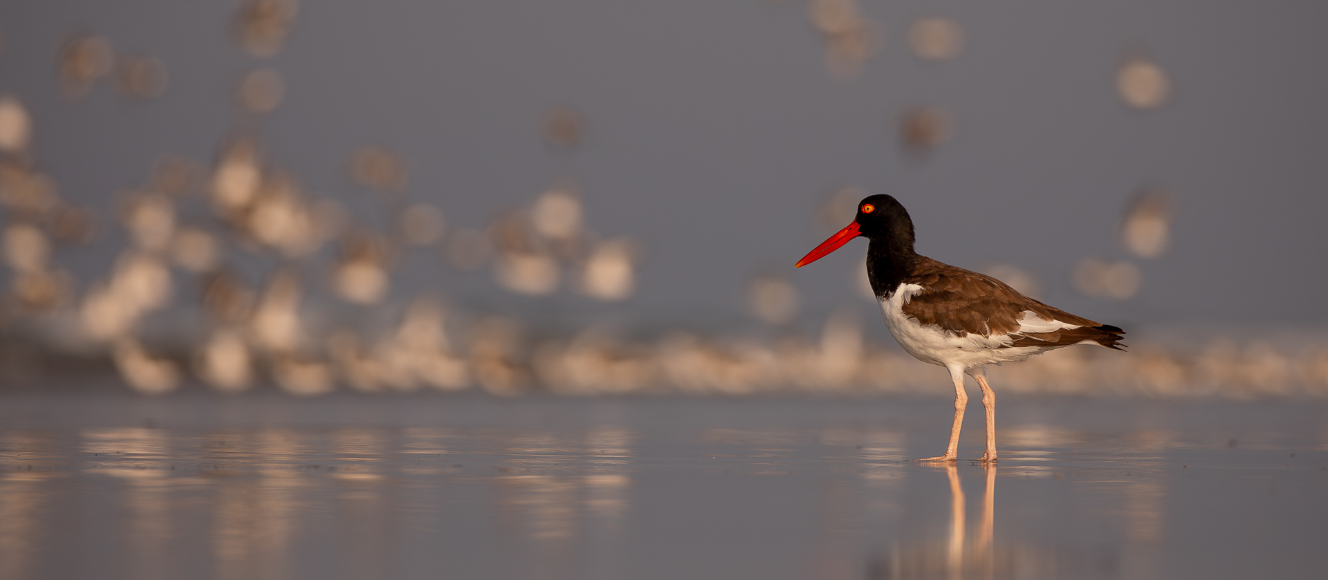 Oystercatcher1_DDN_NJ_AUg2020