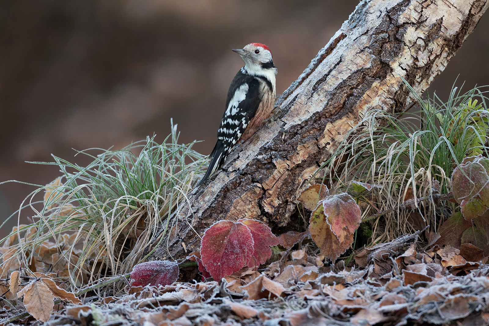 Middelste bonte specht 3670 v 1600 SSsc