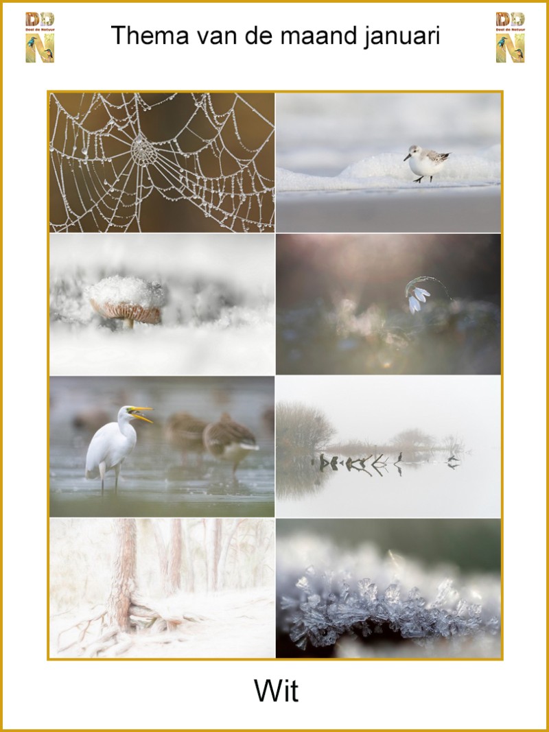 Thema van de maand januari "Wit"