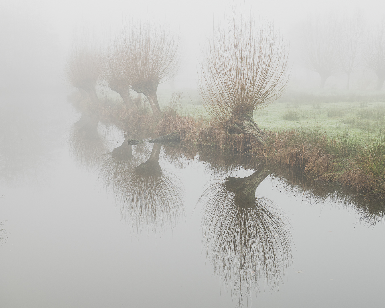 Knotwilgen in de mist (2)