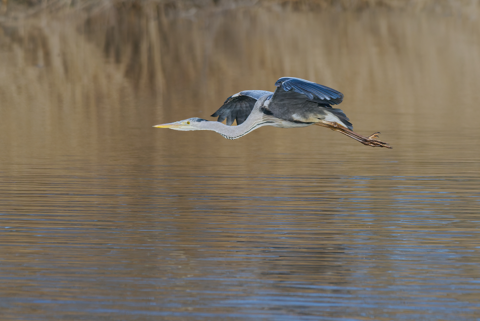 Blauwe reiger_DDN3