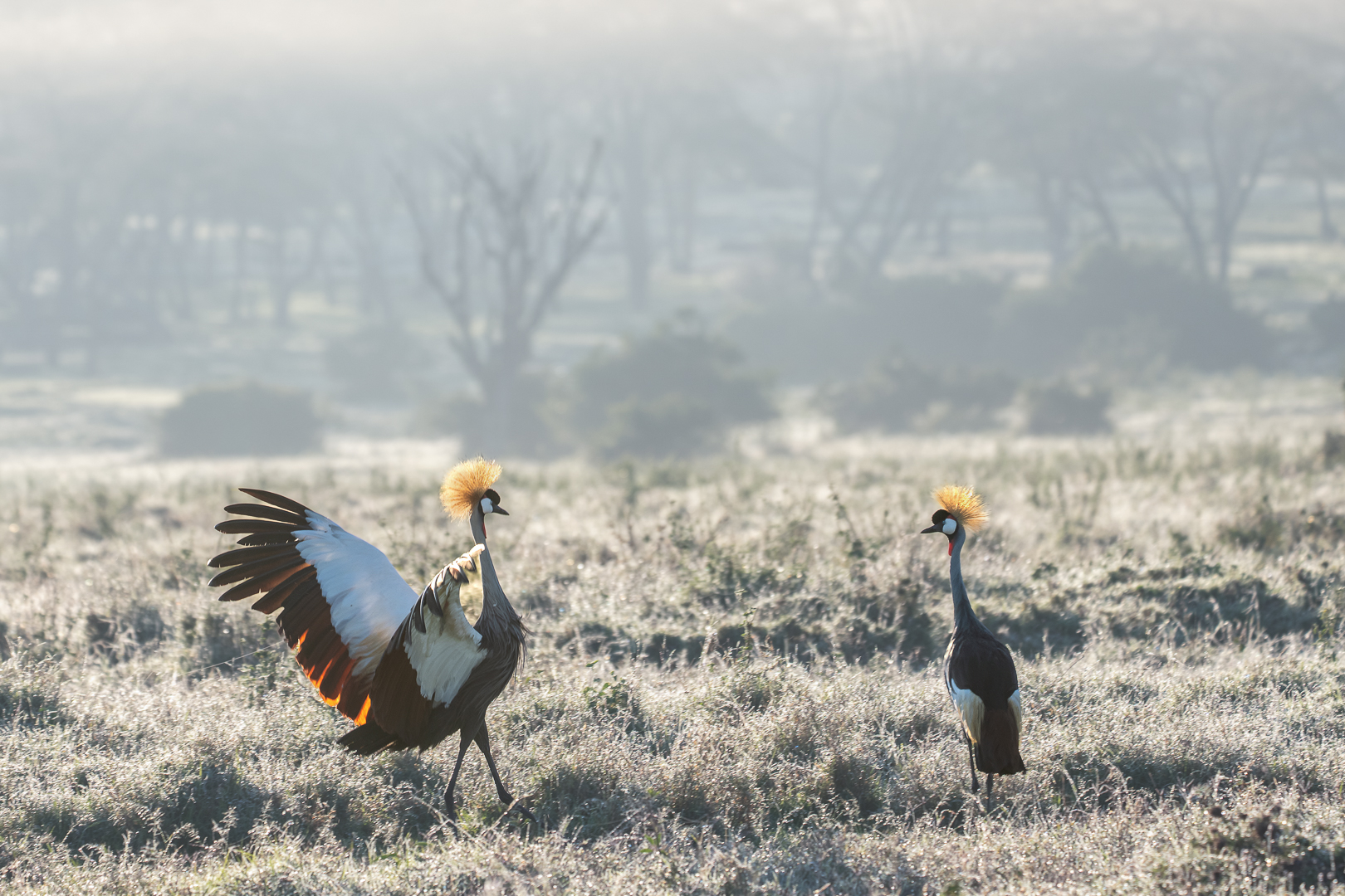 Grijze  Kroonkraanvogel - Deel de natuur - Loes Belovics