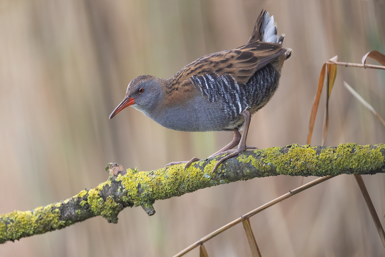 Waterral 5884 v 1600 Ssc