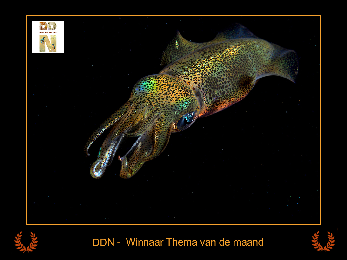 DDN Spotlight Winnaar maanthema 12-2025 