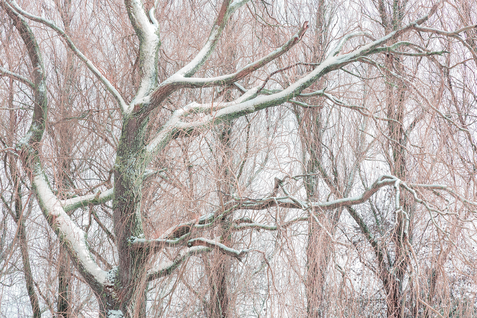 IMG_1335 corr 1080PX sRGB