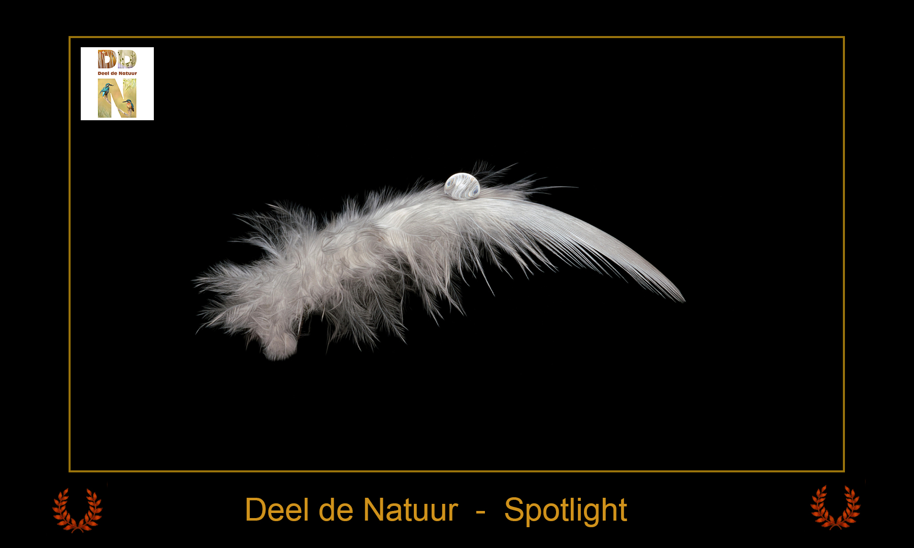 DDN Spotlight 04-01-2026