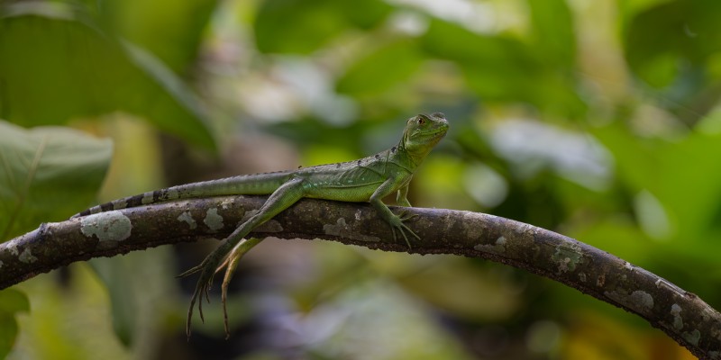 “Jesus Christ lizard”