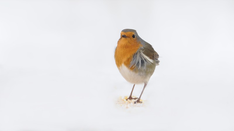 Robin
