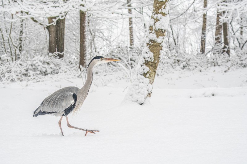 Op stap in een witte wereld
