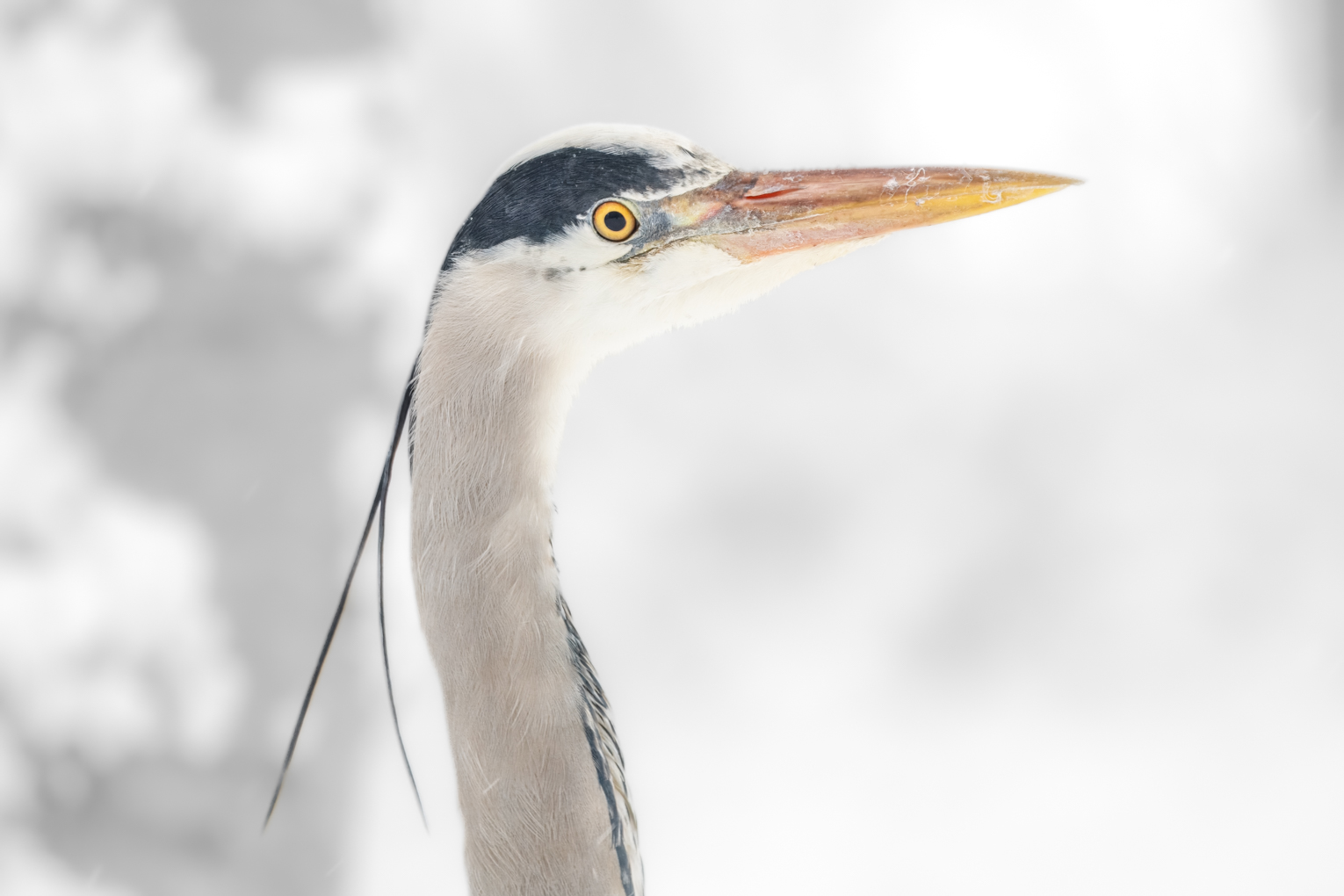 20260105_Bijlmerweide-Amsterdam ZO_045_STL_09091