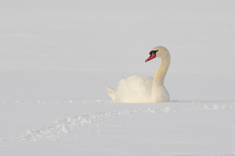 Zwemmen in de sneeuw