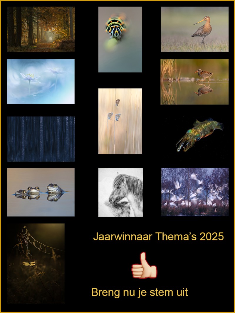 Wie wordt de jaarwinnaar van de maandthema’s 2025?