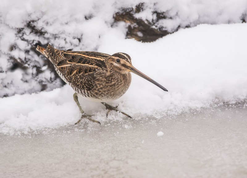Watersnip bij tuinvijver