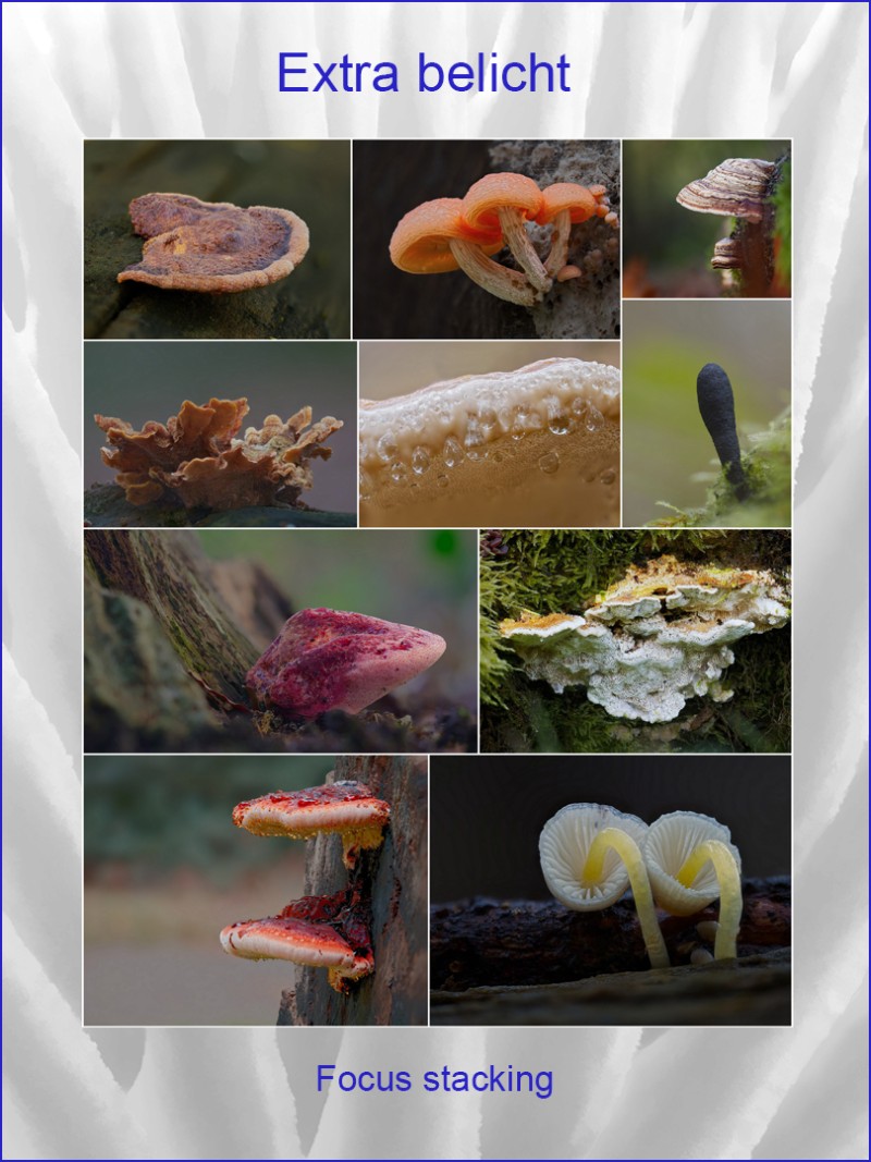 Focus stacking: Waarom en hoe?