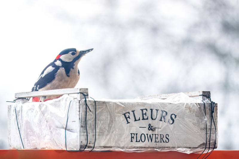 Specht op bezoek bij de voederplek op het balkon