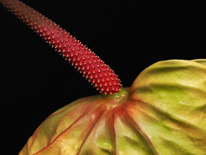 Anthurium
