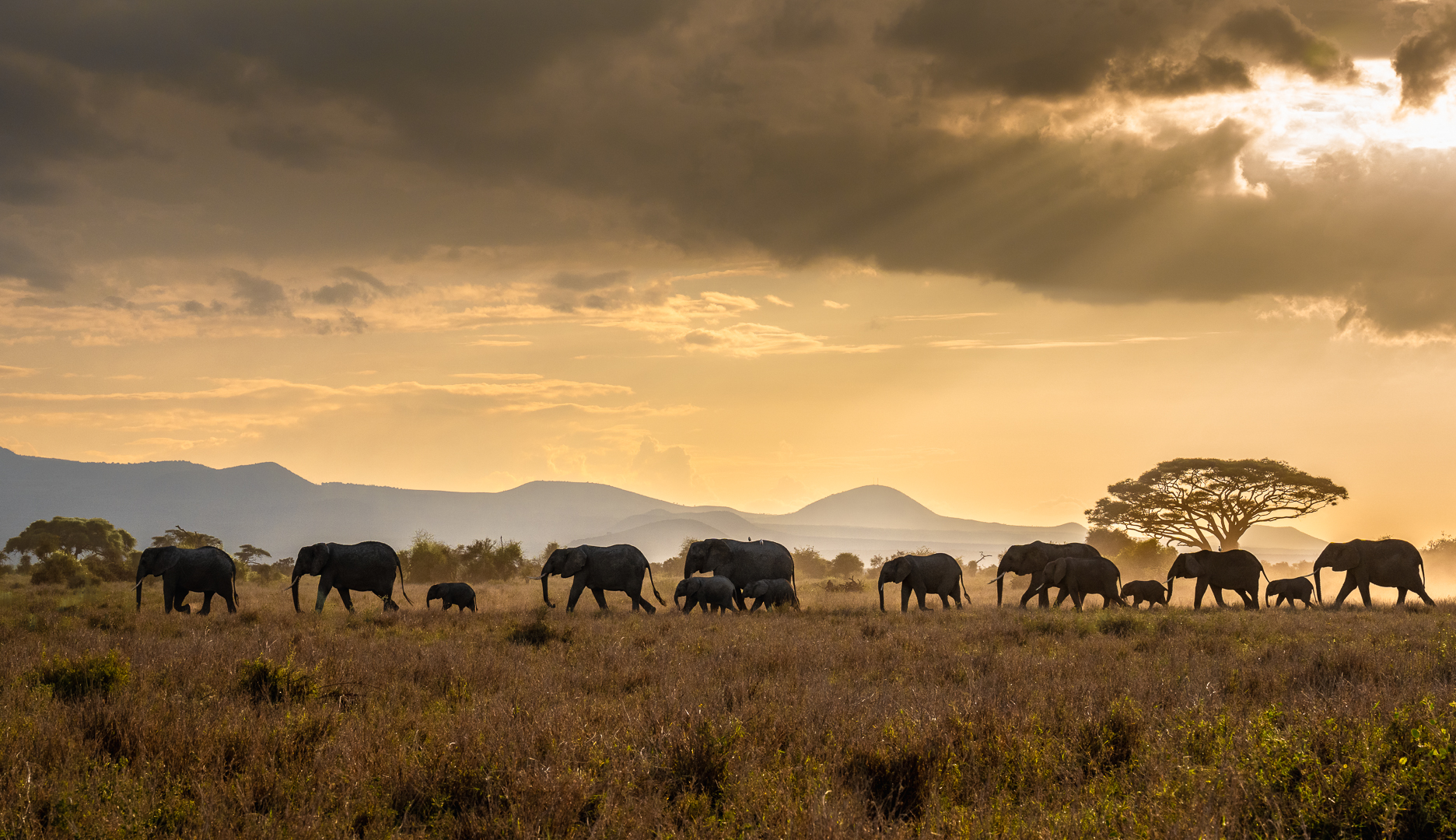 Olifanten - Deel de Natuur - Loes Belovics