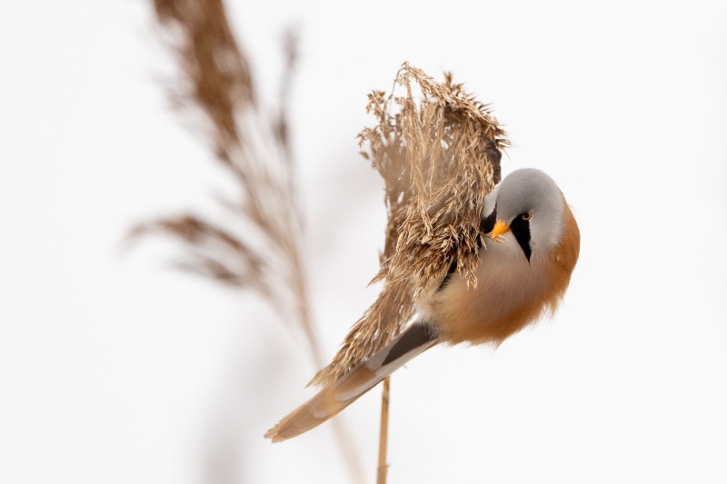 Baardman in high key