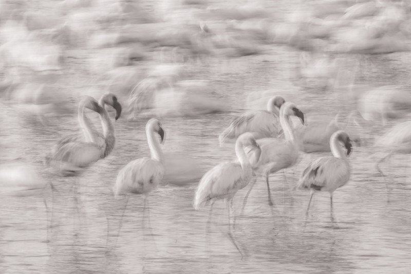 Flamingo's in ICM