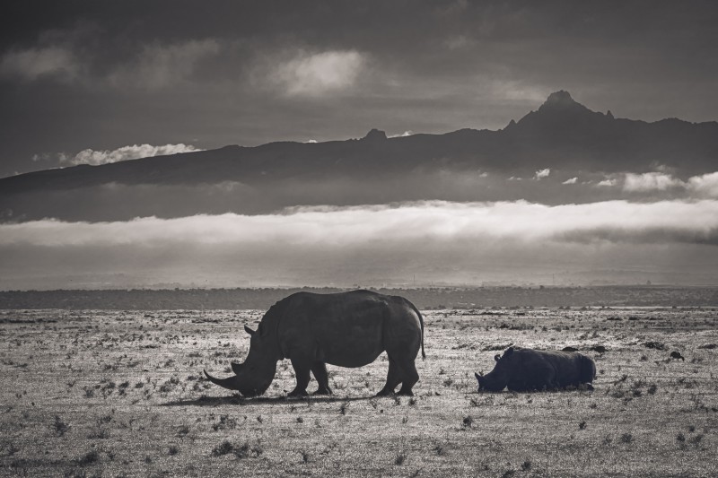 Neushoorns tegen de Mount Kenia