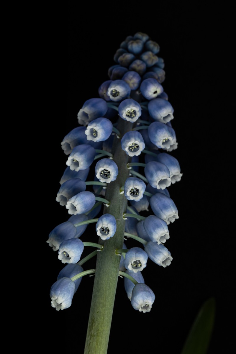 Eerste winterbloemetje.