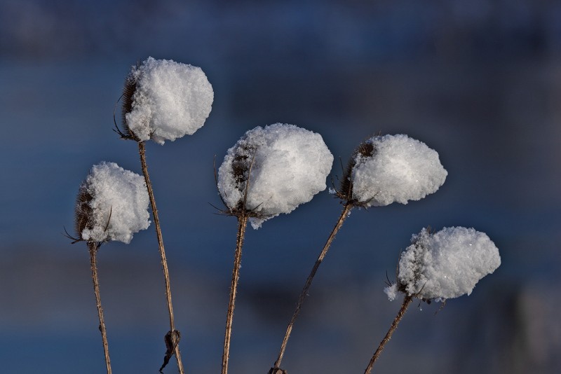 Sneeuwbollen of suikerbollen
