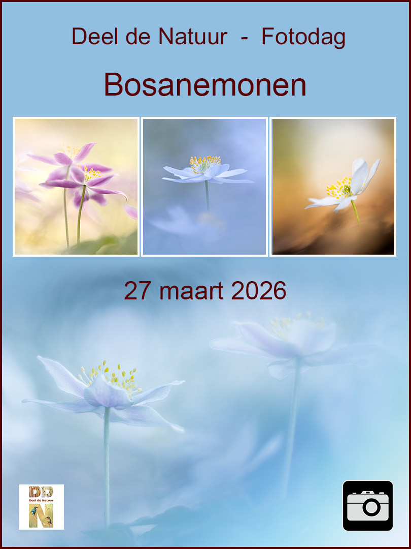 DDN Spotlight Fotodag Bosanemonen 2026 v2 sRGB