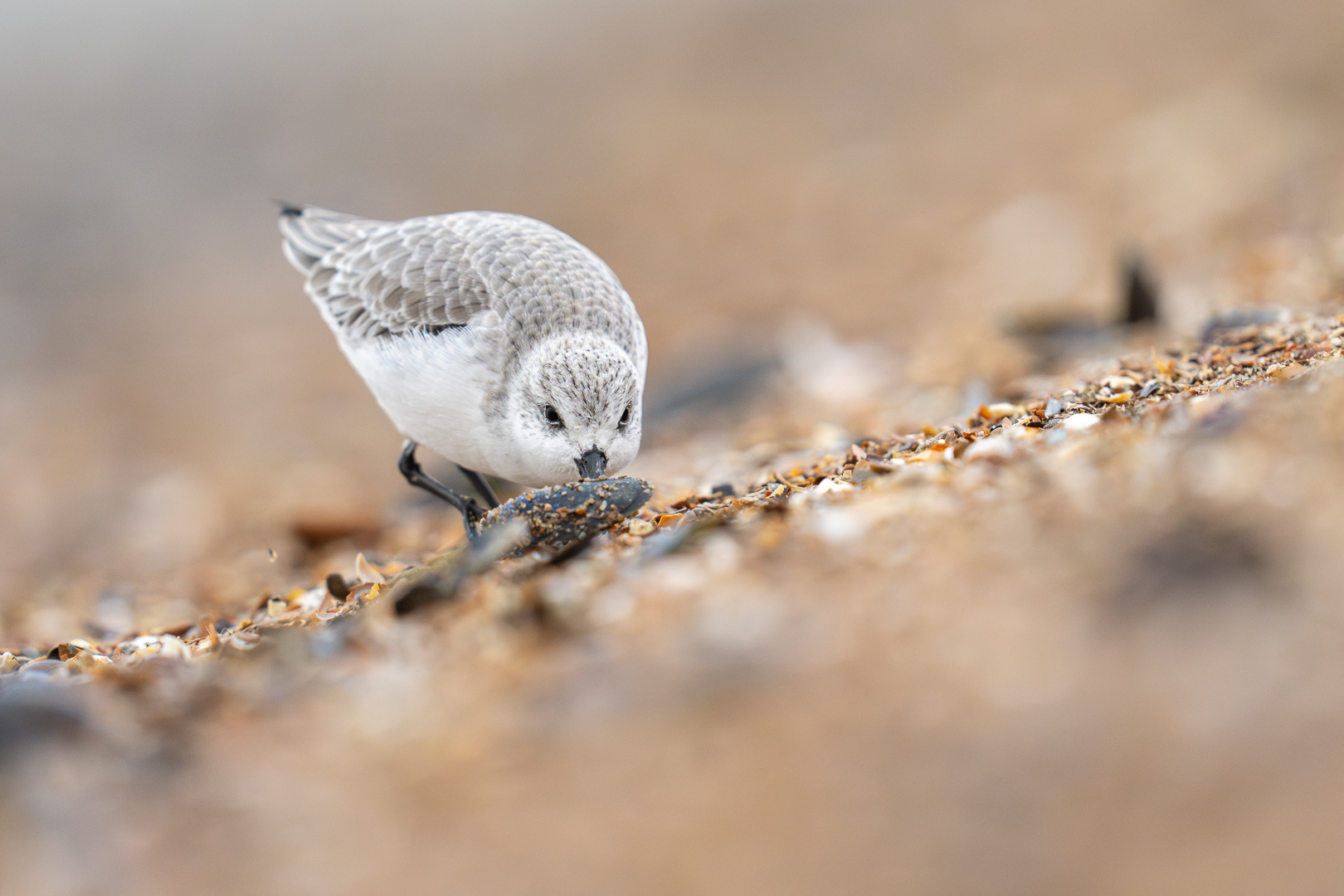 Drireteenstrandloper - Deel de Natuur - Loes Belovics
