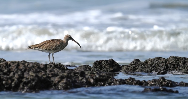 Regenwulp wacht op voedsel
