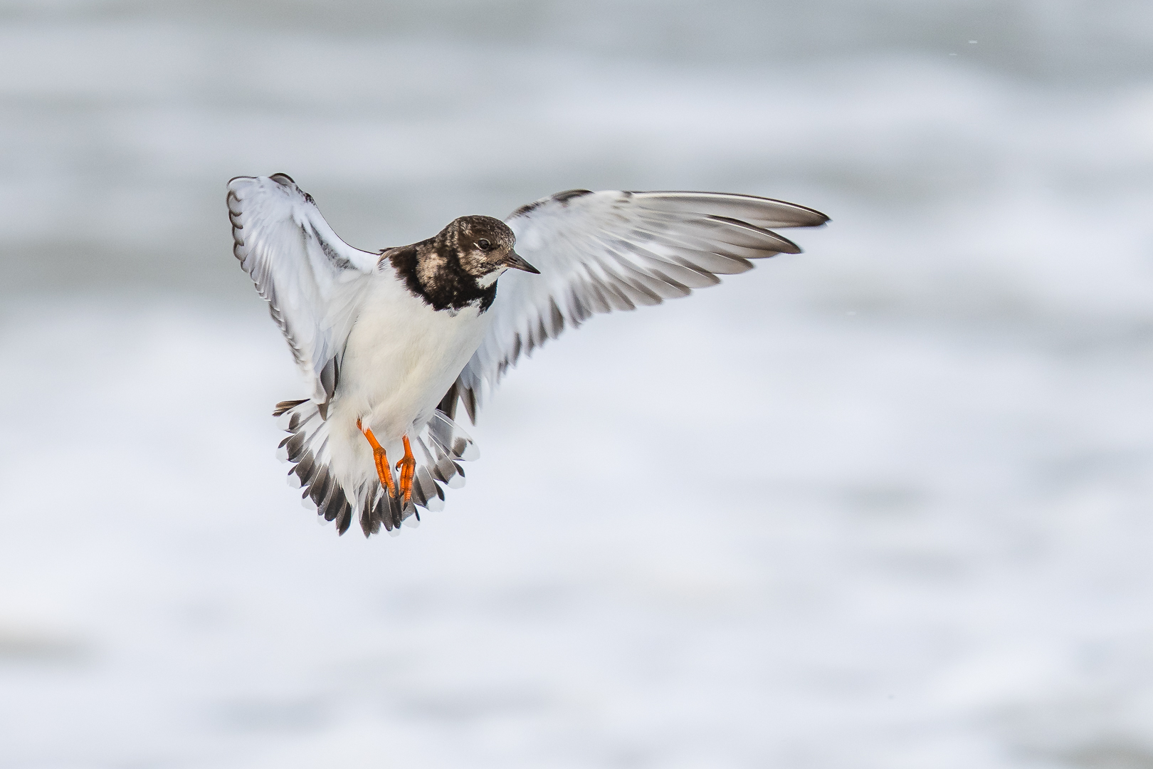 Steenloper - Deel de Natuur - Loes Belovics