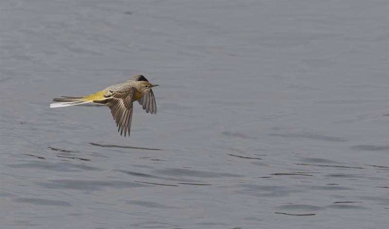 Ik vlieg boven de Rijn..