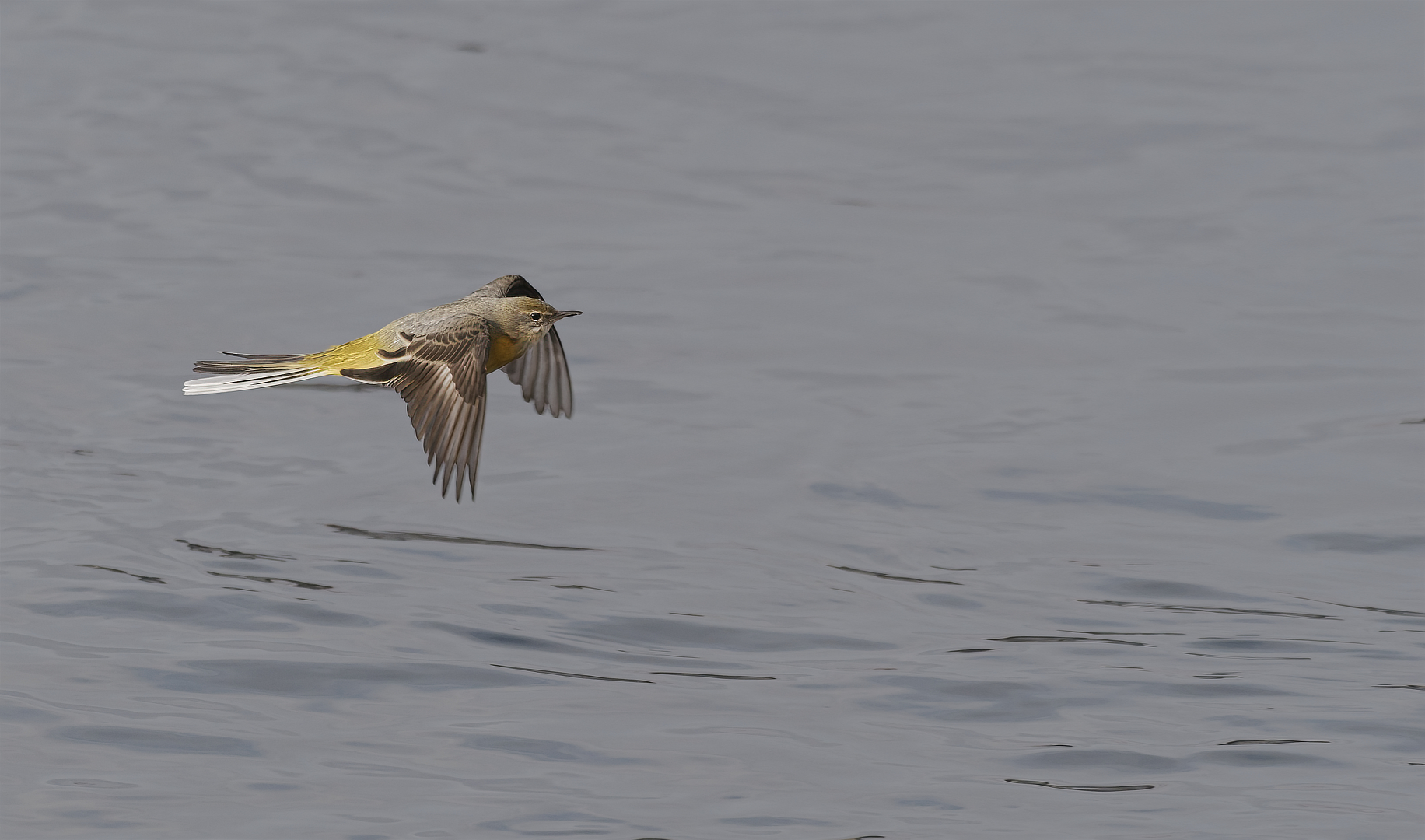 grote gele kwikstaart_DDN