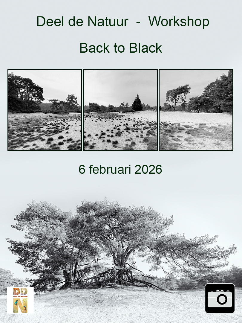 DDN Spotlight Back to Black 06-02-2026