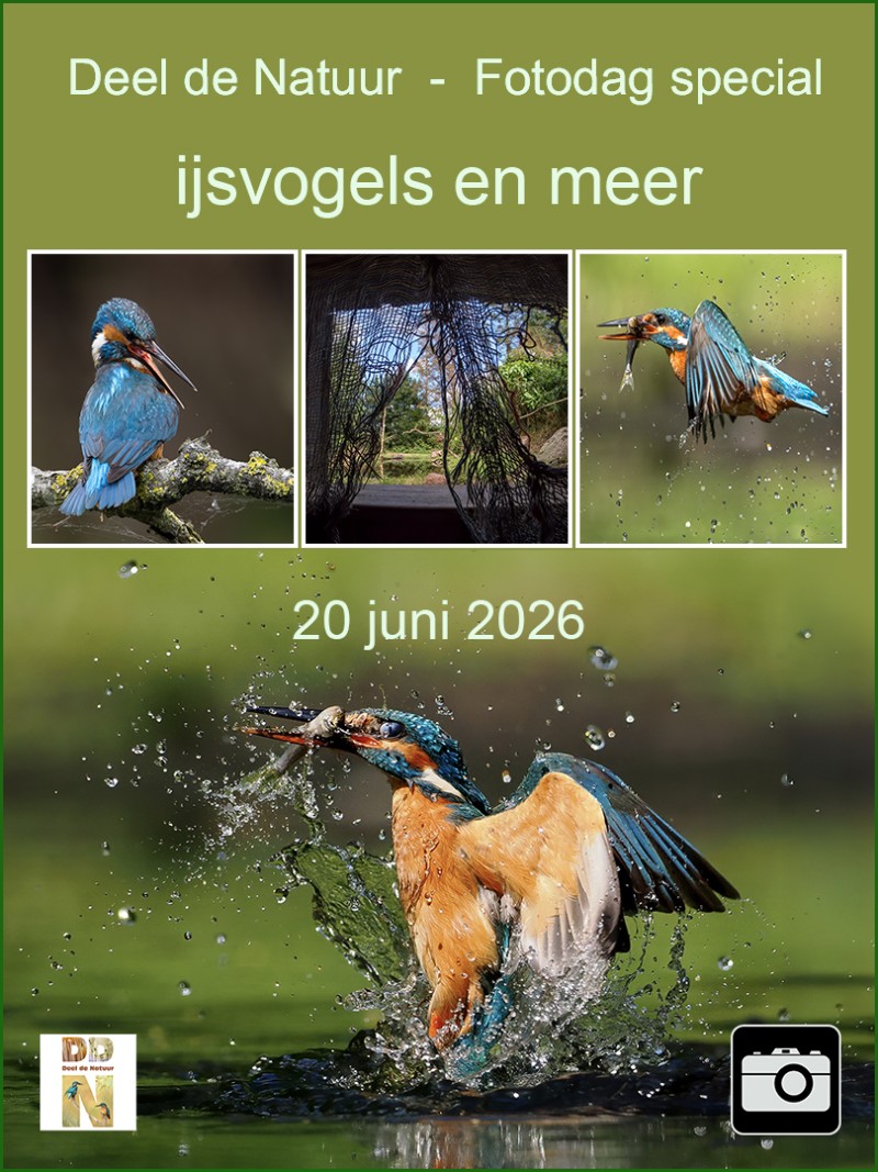 Fotodag special "IJsvogels en meer"