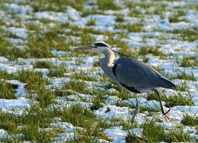 Blauwe reiger - Ardea cinerea