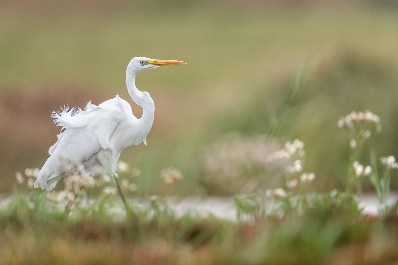 Grote Zilverreiger