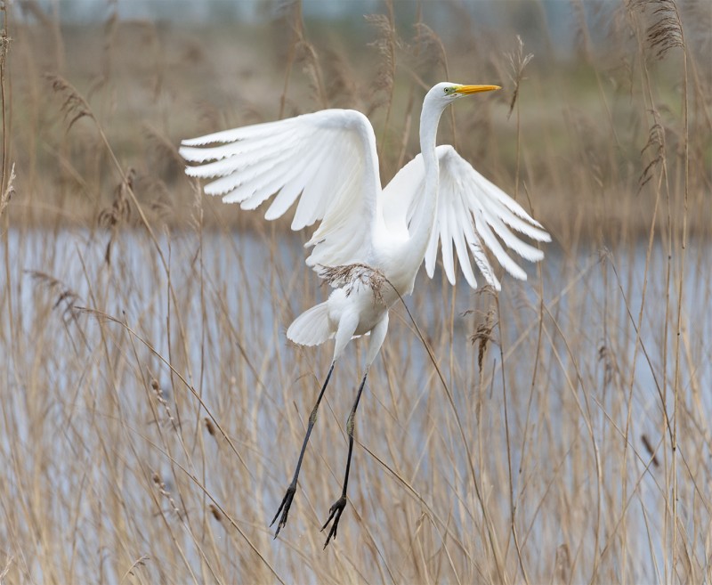Egret in full regalia