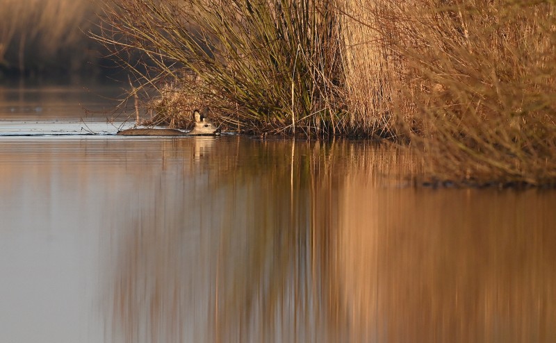 Goed voor de spieren