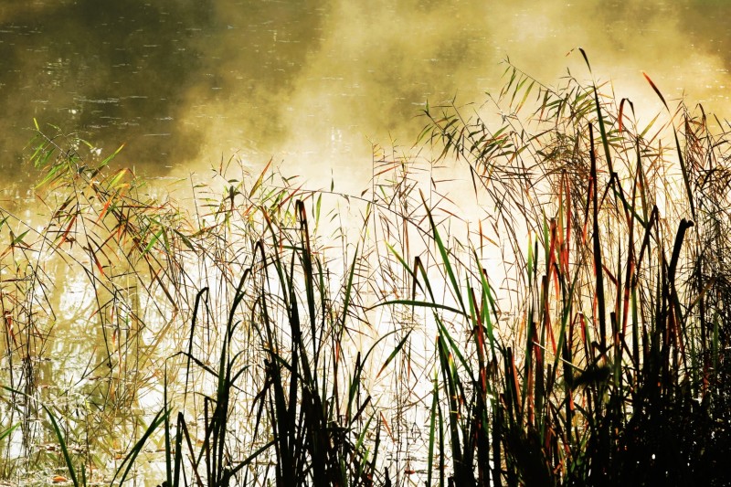 Riet in pennenstreken neergezet