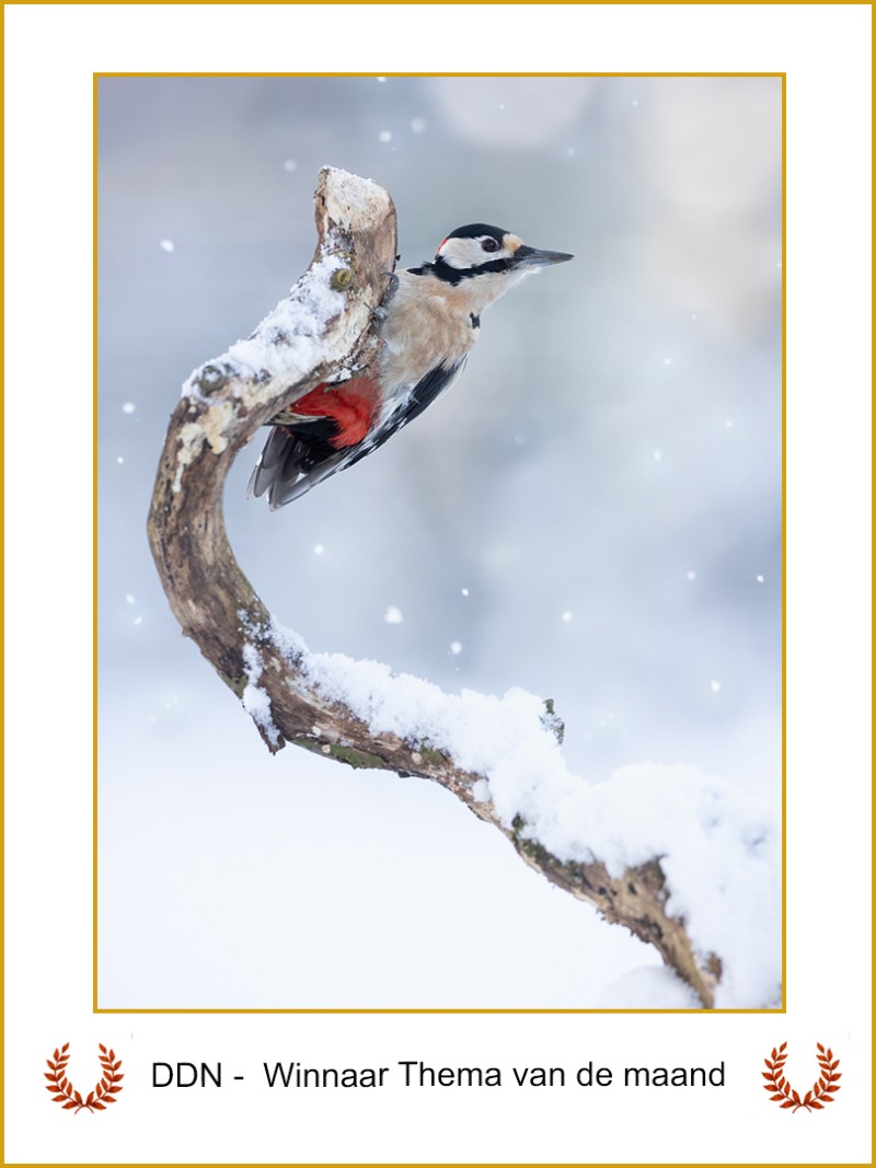 Winnaar maandthema januari "Wit"