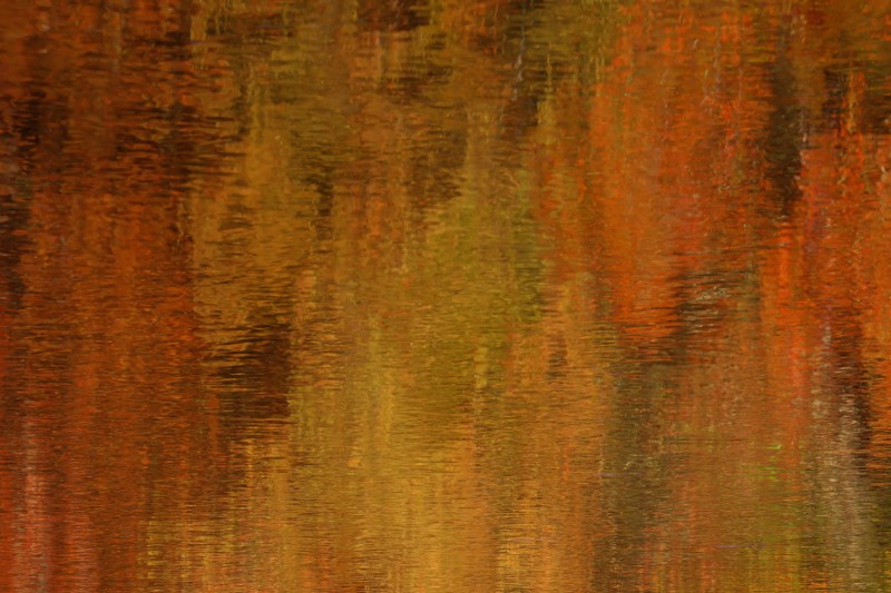 Explosie van herfstkleuren