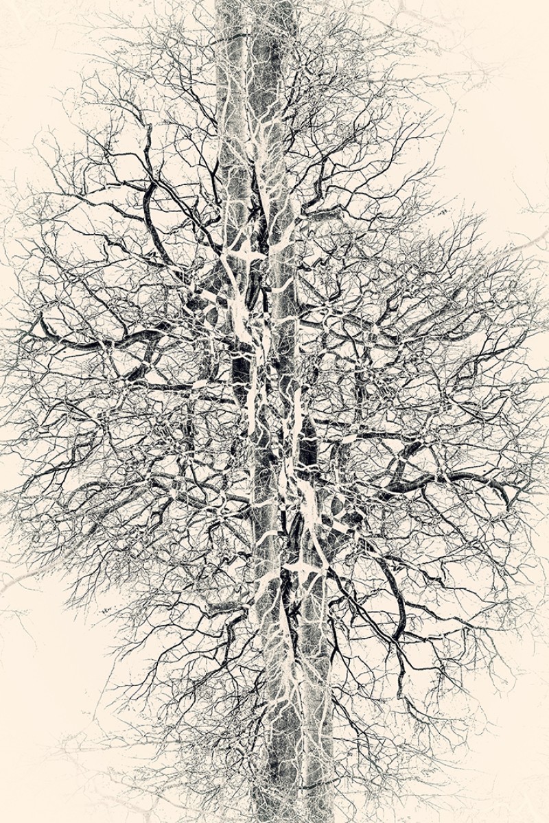 Longen van de natuur